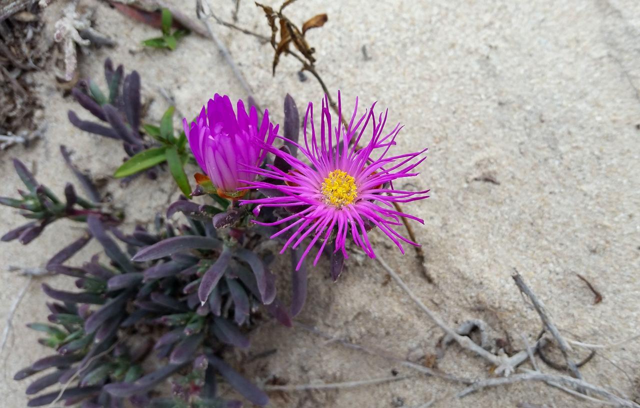 Morukuru Beach Lodge De Hoop Nature Reserve Luaran gambar