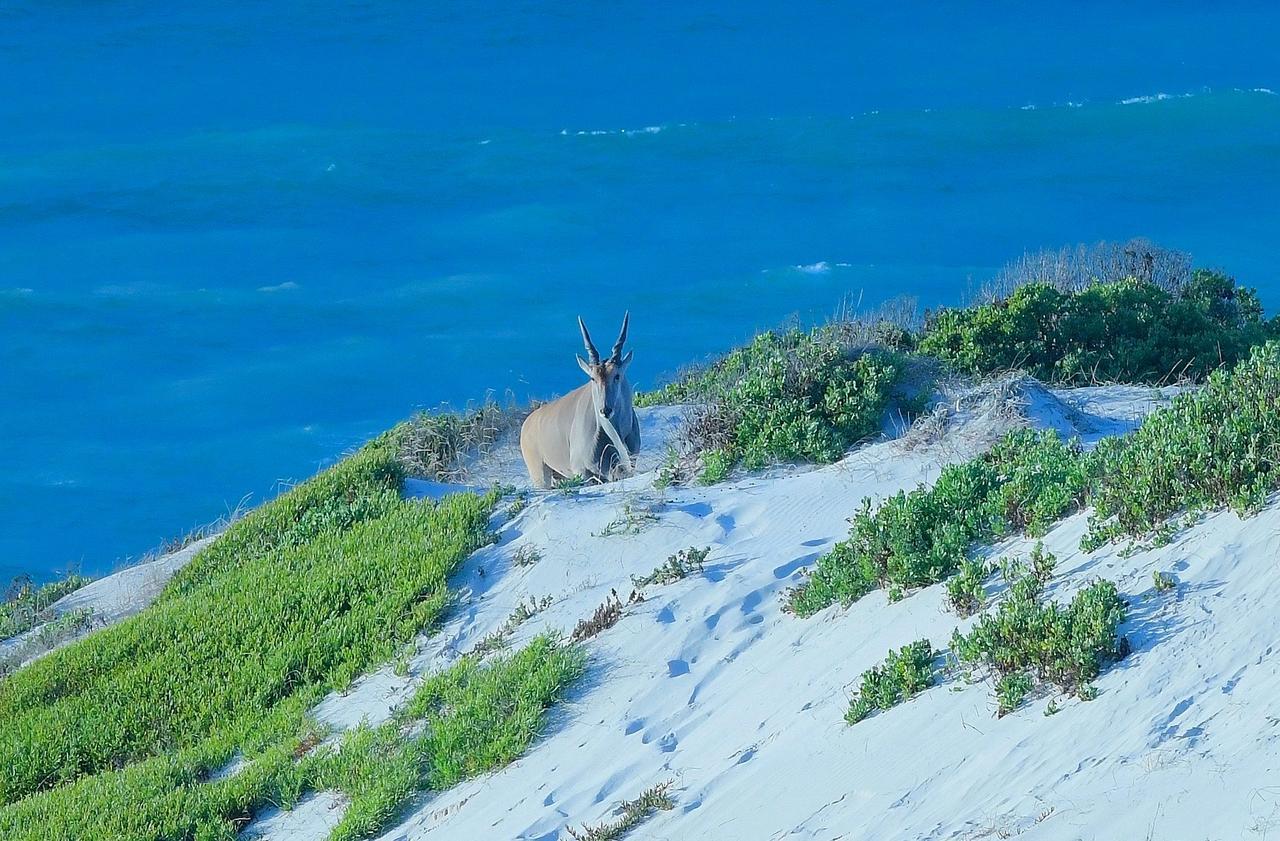 Morukuru Beach Lodge De Hoop Nature Reserve Luaran gambar